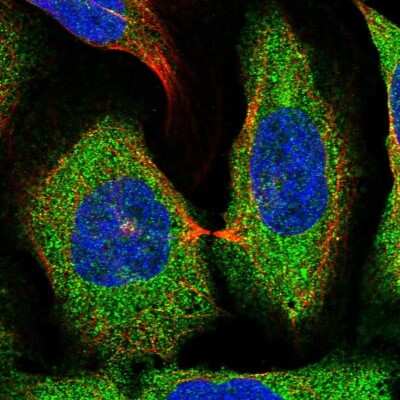 Immunocytochemistry/ Immunofluorescence: FAM151B Antibody [NBP1-90647]