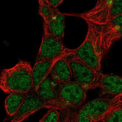 Immunocytochemistry/ Immunofluorescence: FAM154B Antibody [NBP1-90520]
