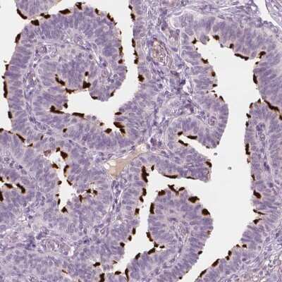 Immunohistochemistry-Paraffin: FAM154B Antibody [NBP1-90520]