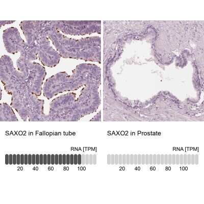 Immunohistochemistry-Paraffin: FAM154B Antibody [NBP1-90521]
