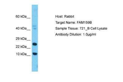 Western Blot: FAM159B Antibody [NBP2-82604]