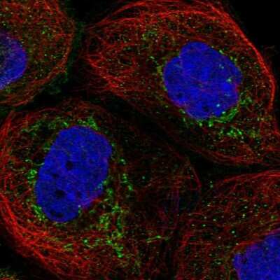 Immunocytochemistry/ Immunofluorescence: FAM162A Antibody [NBP1-86792]