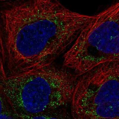 Immunocytochemistry/ Immunofluorescence: FAM162A Antibody [NBP2-58663]