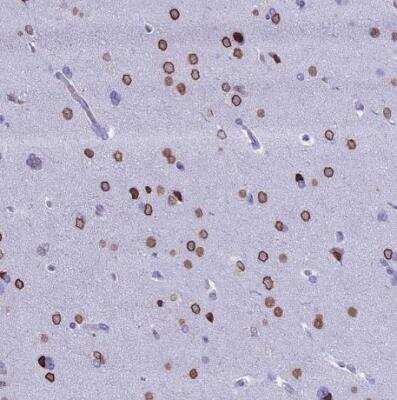 Immunohistochemistry-Paraffin: FAM169A Antibody [NBP1-93616]