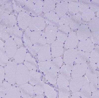 Immunohistochemistry-Paraffin: FAM169A Antibody [NBP1-93616]