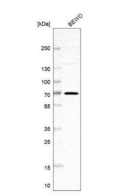 Western Blot: FAM169A Antibody [NBP1-93616]