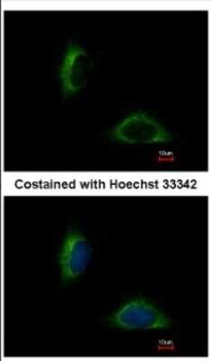 Immunocytochemistry/ Immunofluorescence: FAM171A1 Antibody [NBP2-16414]