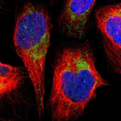 Immunocytochemistry/ Immunofluorescence: FAM171B Antibody [NBP1-93847]