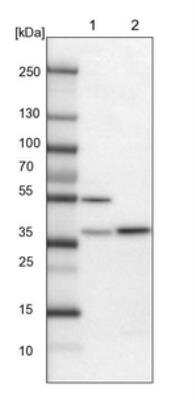 Western Blot: FAM171B Antibody [NBP1-93847]