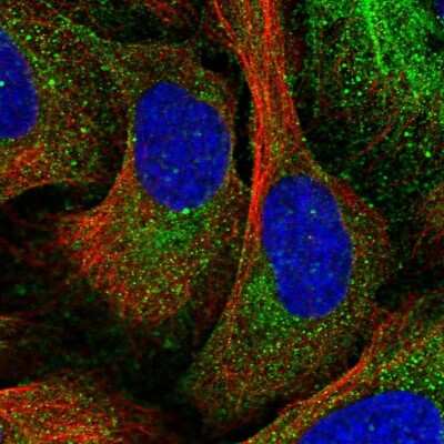 Immunocytochemistry/ Immunofluorescence: FAM173A Antibody [NBP1-94122]