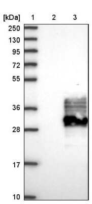 Western Blot: FAM174A Antibody [NBP1-80676]