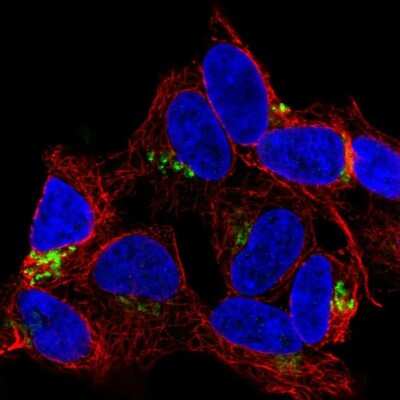 Immunocytochemistry/ Immunofluorescence: FAM184A Antibody [NBP2-56733]