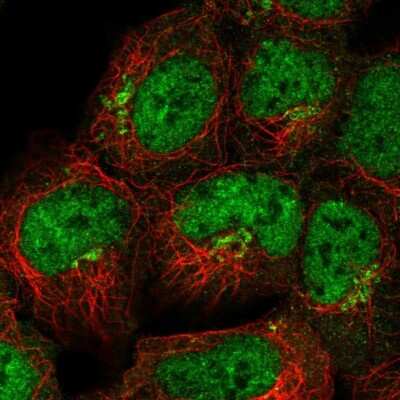 Immunocytochemistry/ Immunofluorescence: FAM184A Antibody [NBP2-58994]