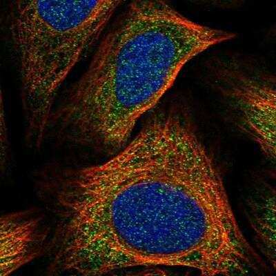 Immunocytochemistry/ Immunofluorescence: FAM185A Antibody [NBP1-93478]