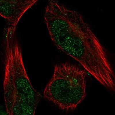 Immunocytochemistry/ Immunofluorescence: FAM189A1 Antibody [NBP1-93631]