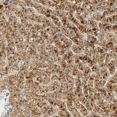 Immunohistochemistry: FAM189A1 Antibody [NBP1-93631]
