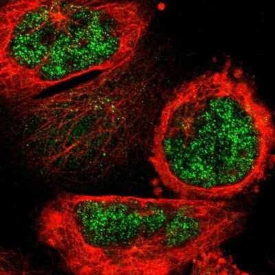 Immunocytochemistry/ Immunofluorescence: FAM189B Antibody [NBP1-88343]