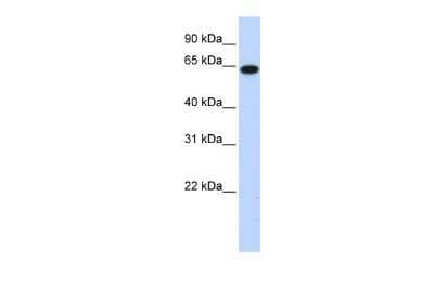 Western Blot: FAM189B Antibody [NBP2-87410]
