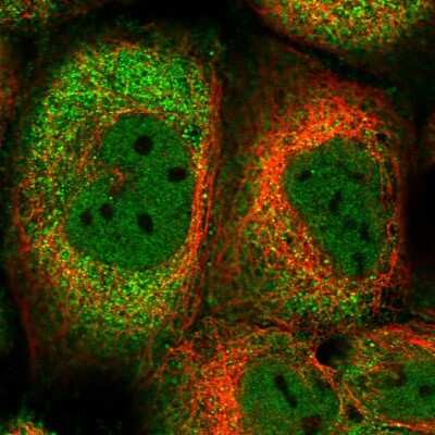 Immunocytochemistry/ Immunofluorescence: FAM190B Antibody [NBP1-81438]
