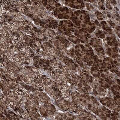 Immunohistochemistry-Paraffin: FAM190B Antibody [NBP1-81438]