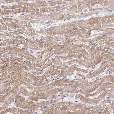 Immunohistochemistry-Paraffin: FAM195A Antibody [NBP2-32535]