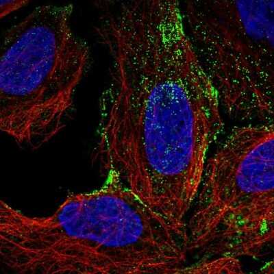 Immunocytochemistry/ Immunofluorescence: FAM198A Antibody [NBP1-94108]