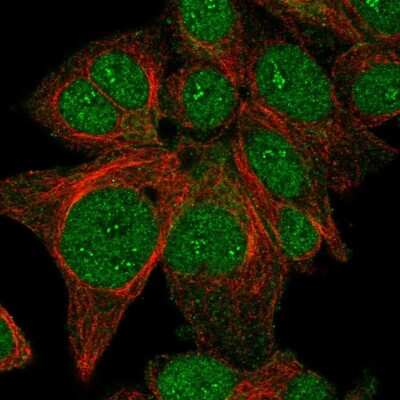 Immunocytochemistry/ Immunofluorescence: FAM198B Antibody [NBP1-86783]