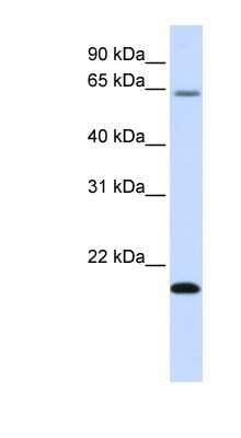 Western Blot: TAFA3/FAM19A3 Antibody [NBP1-59502]