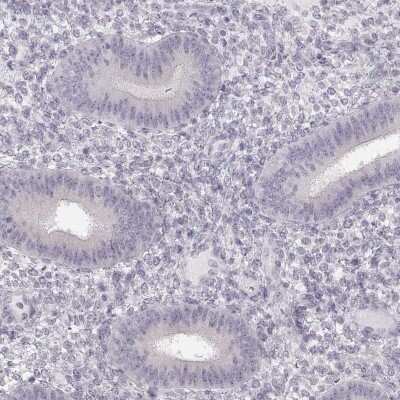 Immunohistochemistry-Paraffin: FAM205A Antibody [NBP2-56010]