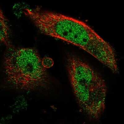 Immunocytochemistry/ Immunofluorescence: FAM206A Antibody [NBP2-38273]