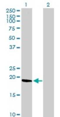 Western Blot: FAM206A Antibody [H00054942-B01P]