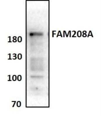 Western Blot: FAM208A Antibody [NBP1-90672]