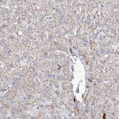 Immunohistochemistry-Paraffin: FAM208B Antibody [NBP1-90803]