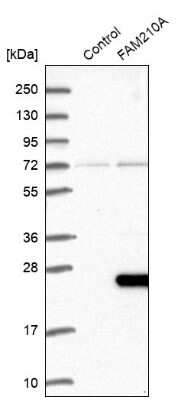 Western Blot: FAM210A Antibody [NBP2-13991]