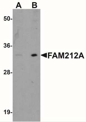 Western Blot: FAM212A AntibodyBSA Free [NBP1-76251]