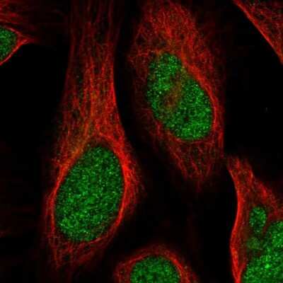 Immunocytochemistry/ Immunofluorescence: FAM212B Antibody [NBP1-93887]
