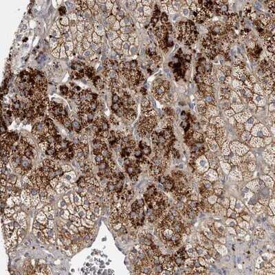 Immunohistochemistry-Paraffin: FAM212B Antibody [NBP1-93887]
