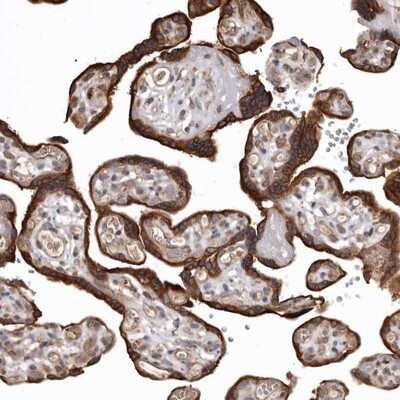Immunohistochemistry-Paraffin: FAM212B Antibody [NBP1-93888]