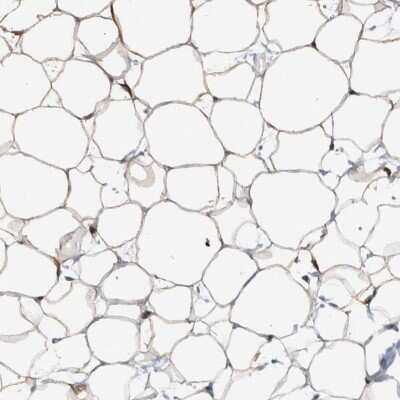 Immunohistochemistry-Paraffin: FAM213A Antibody [NBP2-48573]