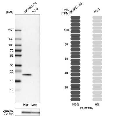 Western Blot: FAM213A Antibody [NBP2-48517]