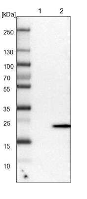 Western Blot: FAM213A Antibody [NBP2-48573]