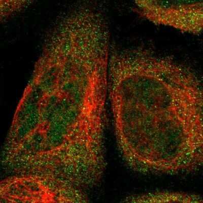 Immunocytochemistry/ Immunofluorescence: FAM213B Antibody [NBP1-93498]