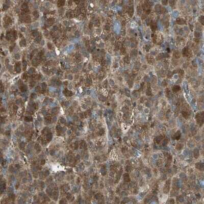 Immunohistochemistry-Paraffin: FAM213B Antibody [NBP1-93498]