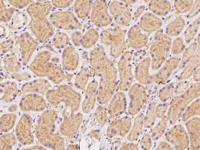 Immunohistochemistry-Paraffin: FAM213B Antibody [NBP2-98197]