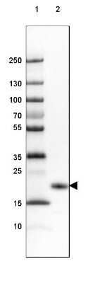 Western Blot: FAM213B Antibody [NBP1-93498]