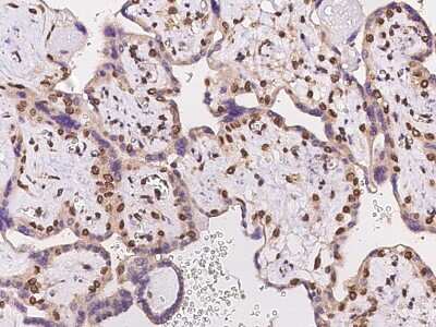 Immunohistochemistry-Paraffin: FAM217B Antibody [NBP2-98025]