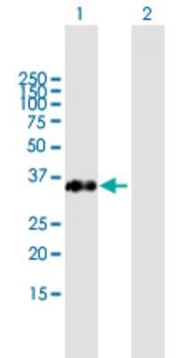 Western Blot: FAM21C Antibody [H00253725-B01P]