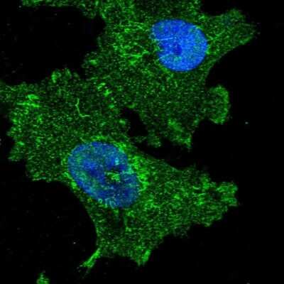 Immunocytochemistry/ Immunofluorescence: FAM222A Antibody [NBP1-82225]