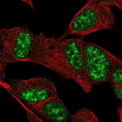 Immunocytochemistry/ Immunofluorescence: FAM227B Antibody [NBP2-56416]
