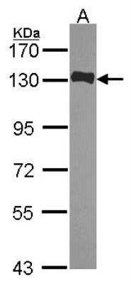 Western Blot: FAM29A Antibody [NBP2-16416]